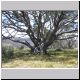 Falls Creek - Tree (4).jpg